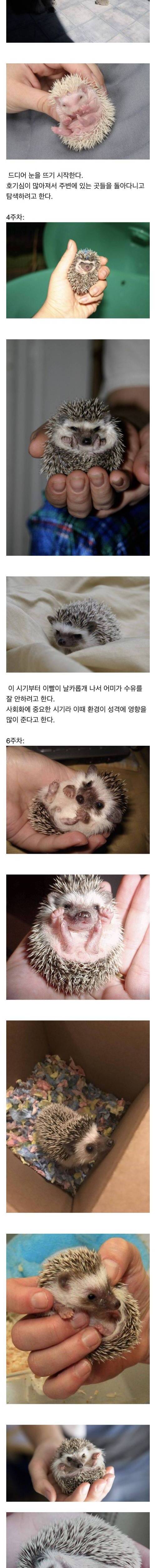 [스압] 고슴도치의 성장 과정.jpg