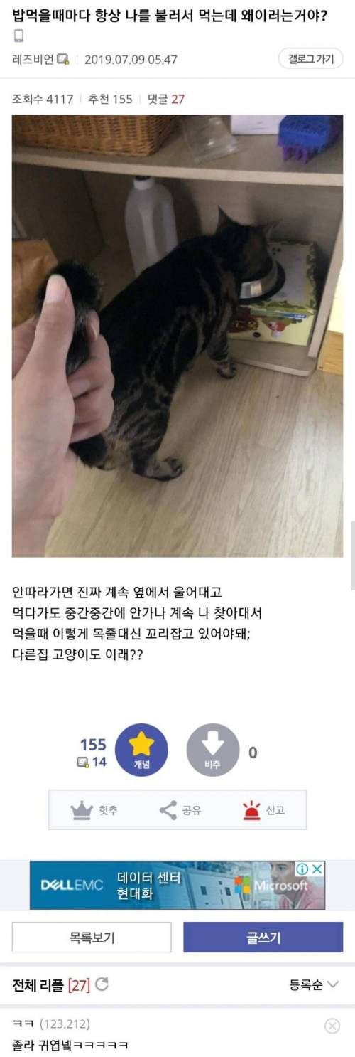 밥먹을 때 마다 부르는 고양이