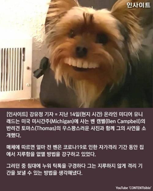 틀니 훔쳐 놀다 역대급 '인생샷' 찍힌 댕댕이