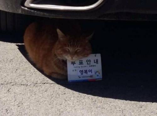자원봉사 수준.jpg