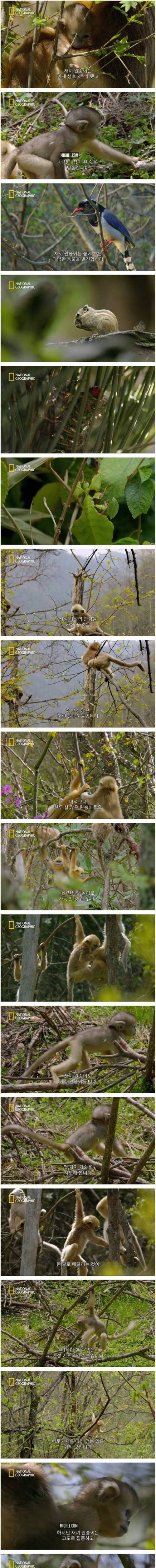 [스압] 어미 금빛원숭이의 모성애.jpg
