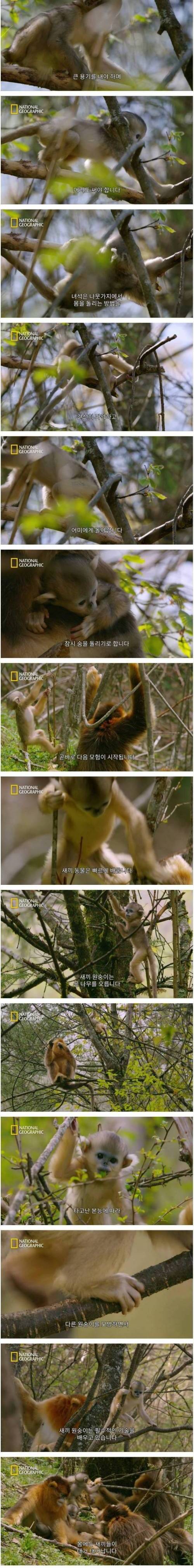 [스압] 어미 금빛원숭이의 모성애.jpg