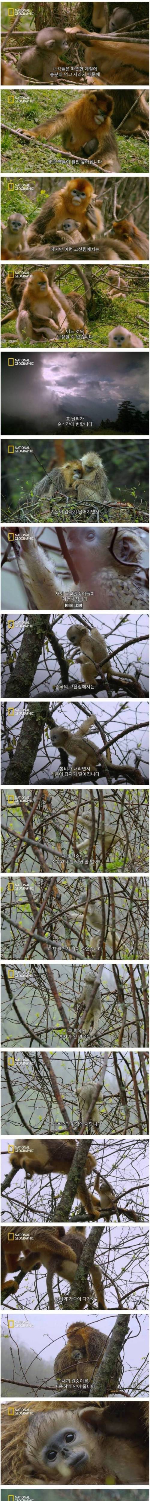 [스압] 어미 금빛원숭이의 모성애.jpg