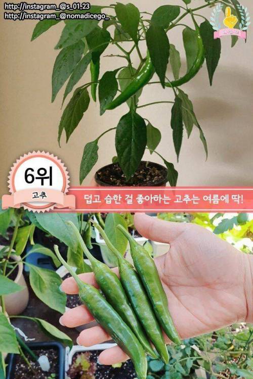 [스압] 집에서 키우기 쉬운 채소 jpg.