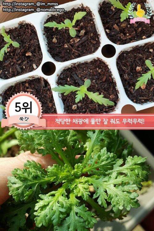 [스압] 집에서 키우기 쉬운 채소 jpg.