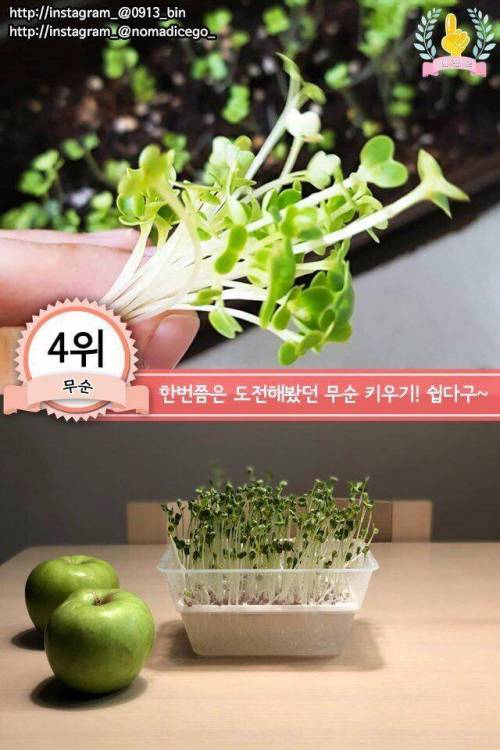 [스압] 집에서 키우기 쉬운 채소 jpg.