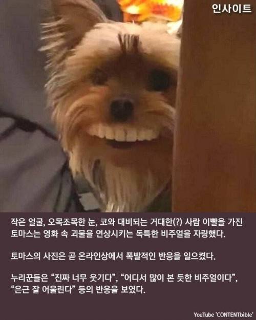 틀니 훔쳐 놀다 역대급 '인생샷' 찍힌 댕댕이