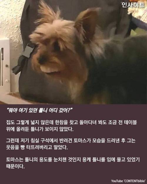 틀니 훔쳐 놀다 역대급 '인생샷' 찍힌 댕댕이