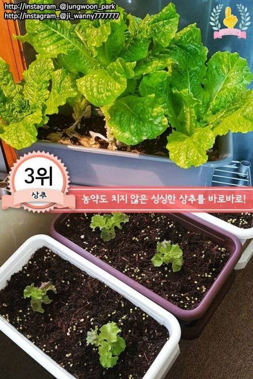 [스압] 집에서 키우기 쉬운 채소 jpg.