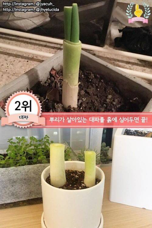 [스압] 집에서 키우기 쉬운 채소 jpg.