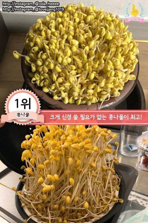 [스압] 집에서 키우기 쉬운 채소 jpg.