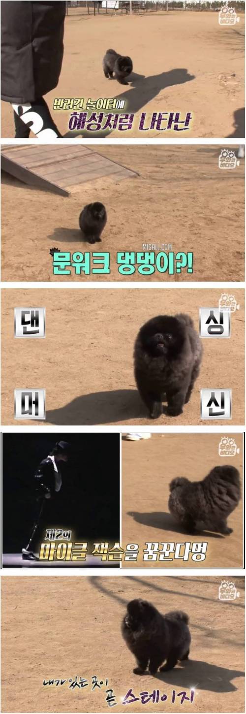[스압] 문워크 중독 강아지.jpg