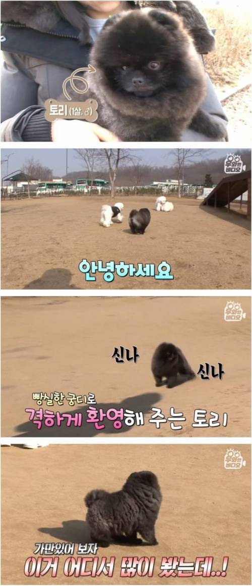 [스압] 문워크 중독 강아지.jpg