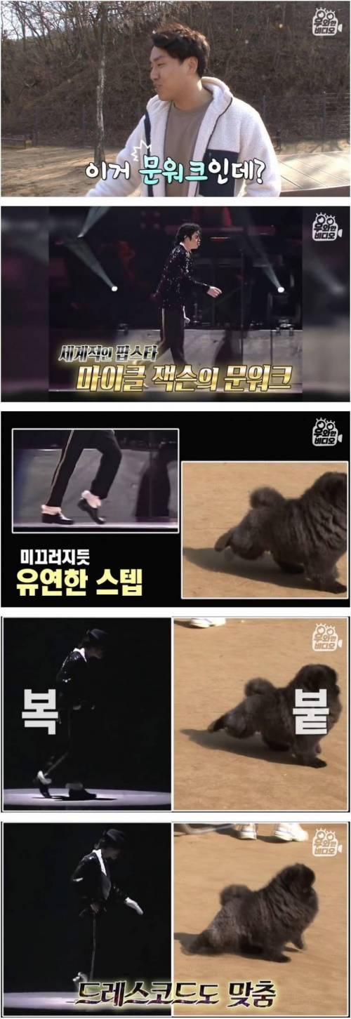 [스압] 문워크 중독 강아지.jpg