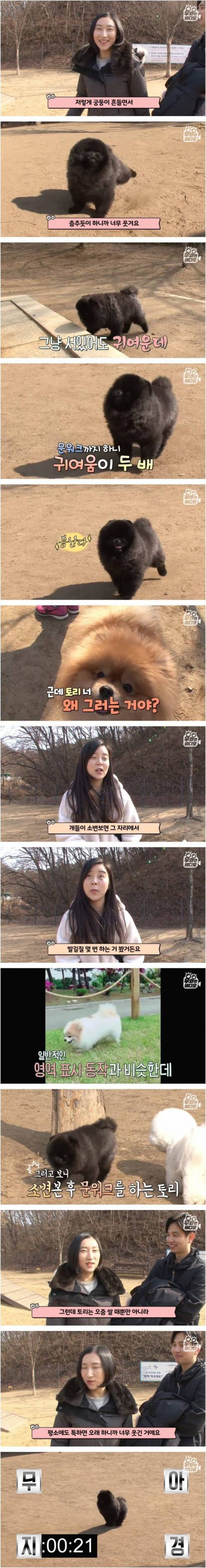 [스압] 문워크 중독 강아지.jpg