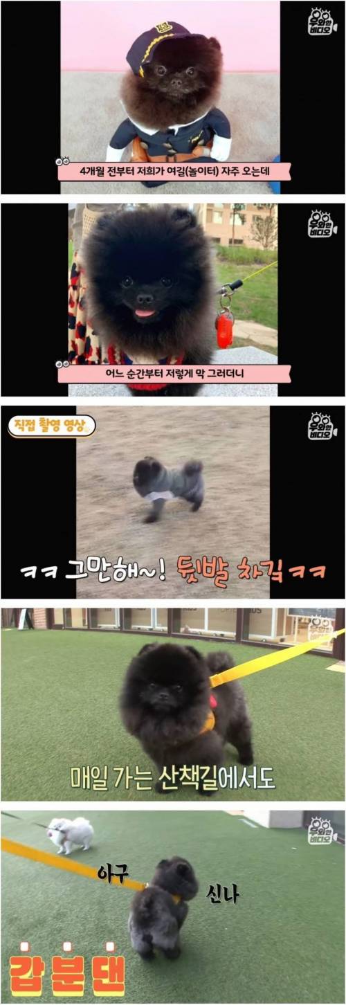 [스압] 문워크 중독 강아지.jpg
