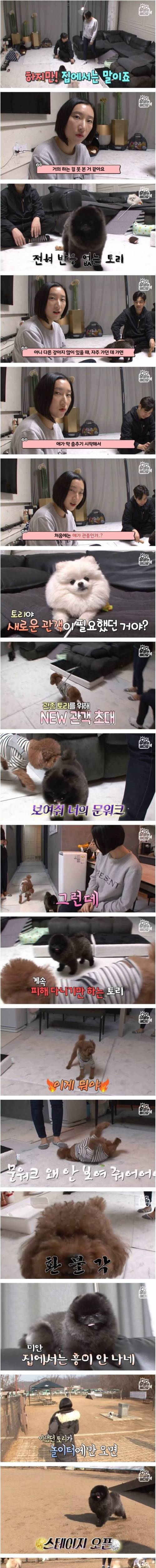 [스압] 문워크 중독 강아지.jpg