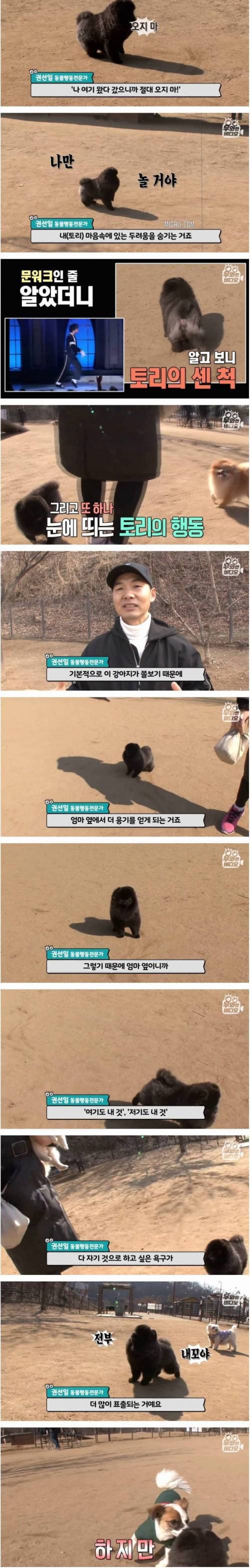 [스압] 문워크 중독 강아지.jpg