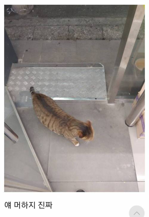 알바하는데 찾아온 집고양이