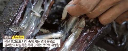 필리핀에 있는 맛있는걸로 유명한 벌레, '타밀록'