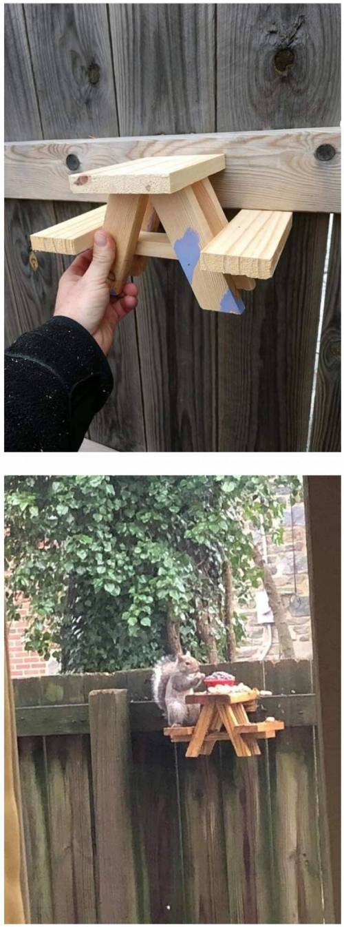 청설모 전용 벤치