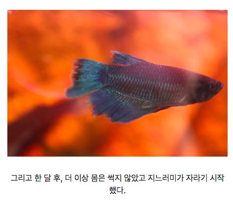 온몸이 썩은 물고기의 기적.jpg