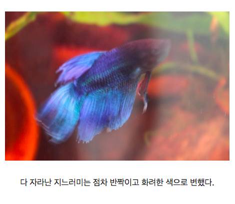 온몸이 썩은 물고기의 기적.jpg