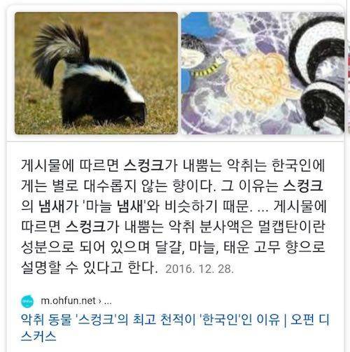 한국인이 스컹크의 최고 천적인 이유