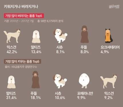 한국에서 가장 많이 키우는 견종, 가장 많이 버려지는 견종 순위