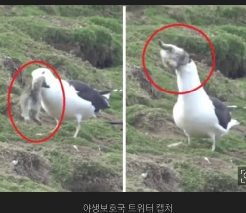 영국 갈매기 수준.jpg