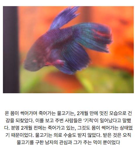 온몸이 썩은 물고기의 기적.jpg