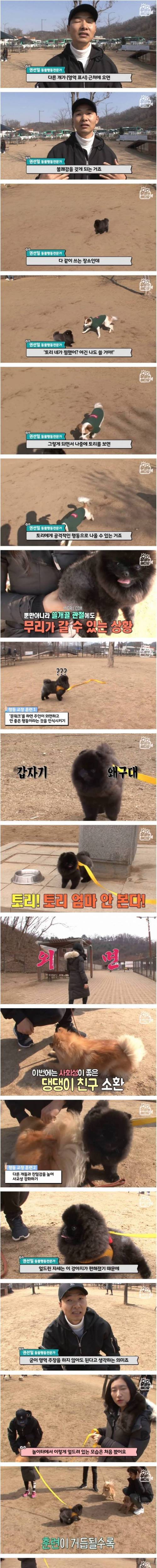 [스압] 문워크 중독 강아지.jpg