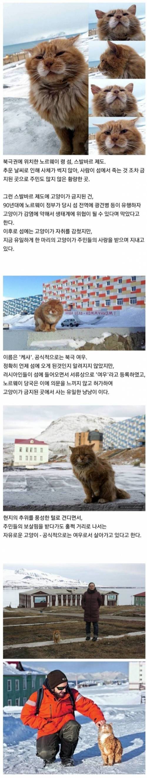 고양이 출입이 금지된 어느 섬의 유일한 고양이