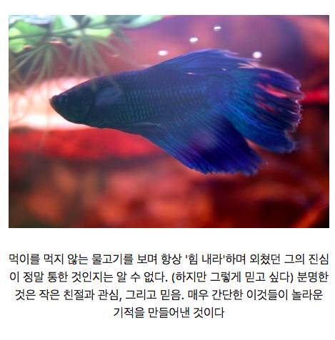 온몸이 썩은 물고기의 기적.jpg