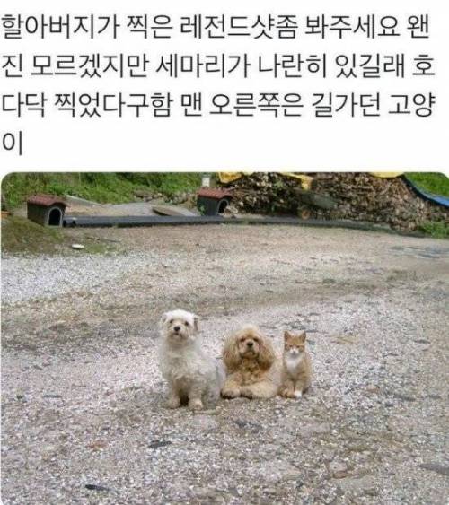 할아버지가 찍은 레전드샷