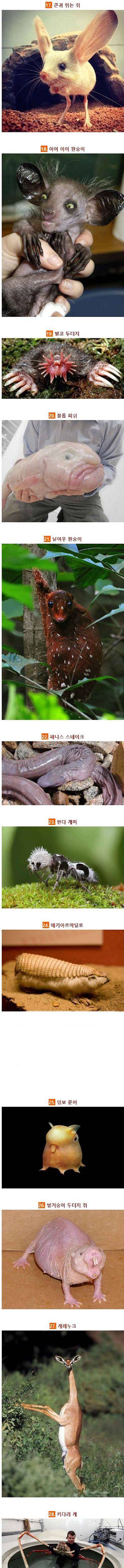 [스압] 우리가 모르던 지구에 살고있는 신기한 동물들