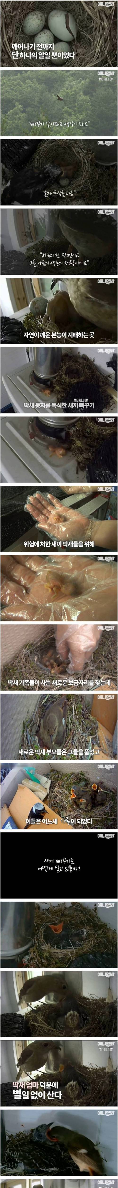 [스압] 딱새 둥지를 차지한 뻐꾸기 새끼를 품어주는 어미 딱새