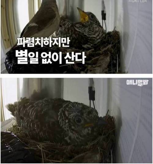 [스압] 딱새 둥지를 차지한 뻐꾸기 새끼를 품어주는 어미 딱새