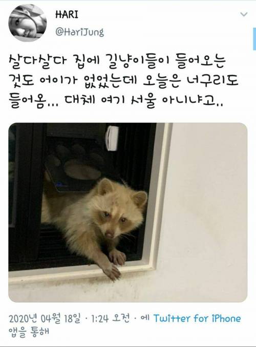 집에 들어온 라쿤.mp4