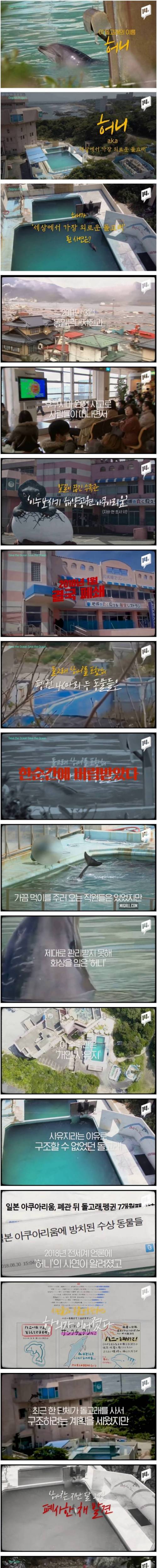 [스압] 버려진 동물원에 갇혀 쓸쓸한 죽음.jpg