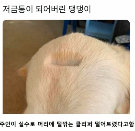 저금통이 되어버린 댕댕이