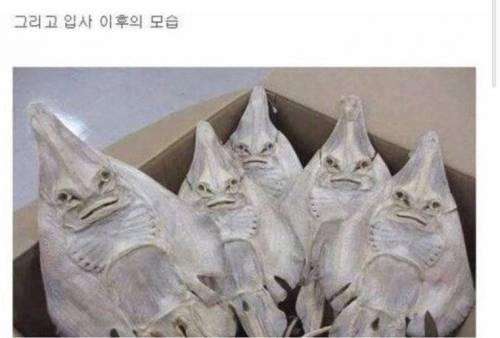 입사 전과 입사 후.jpg