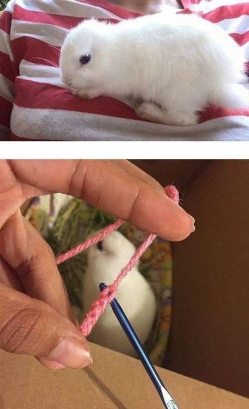 귀가 없는 토끼에게 주인이 준 선물.jpg