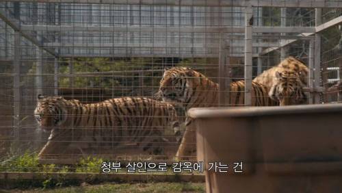 [스압] 뱀 다큐 찍으면서 다른 주제 다큐를 잠깐 찍으려던 게 5년이나 걸렸는데 이런 일이 생길줄은 몰랐어..