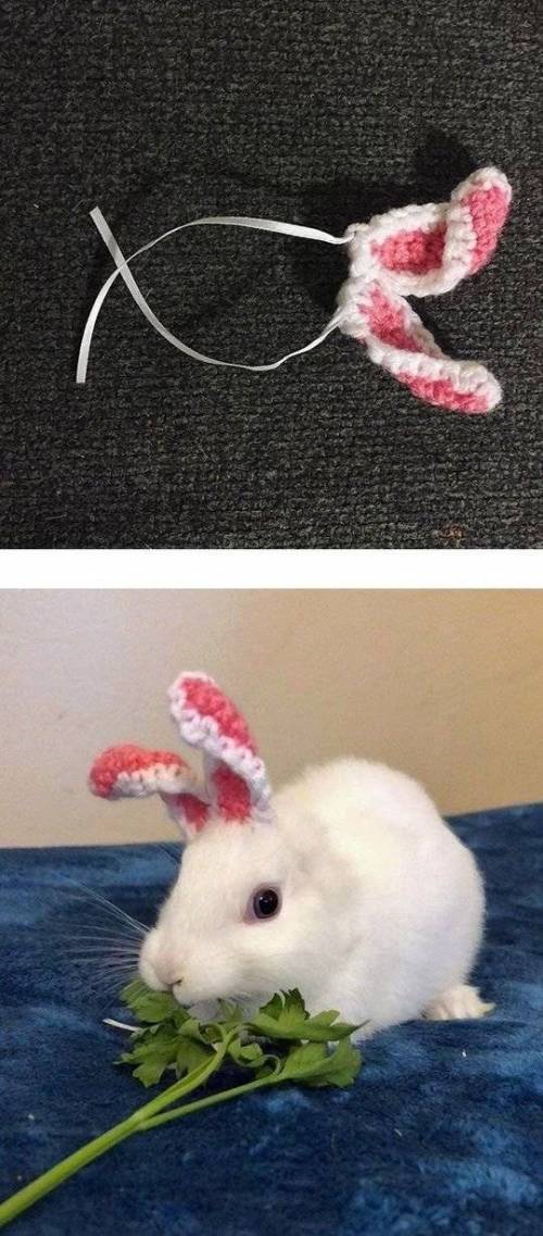 귀가 없는 토끼에게 주인이 준 선물.jpg