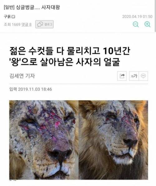 젊은 수컷들 다 물리치고 10년간 왕으로 살아남은 사자.jpg