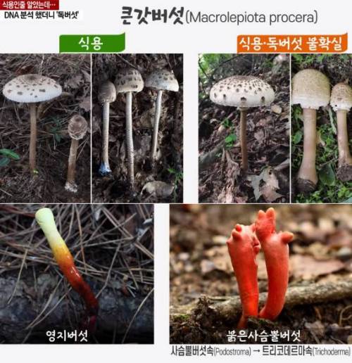 야산에 있는 버섯은 절대 먹으면 안 되는 이유..jpg