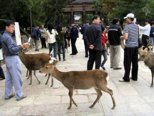 일본 관광지 나라현의 사슴 공원에 사슴들 근황