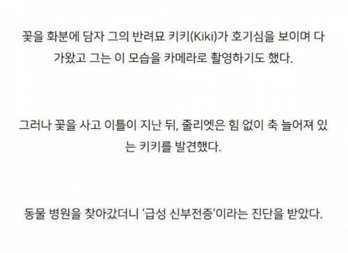 고양이에게 치명적인 식물 ㄷㄷ.jpg