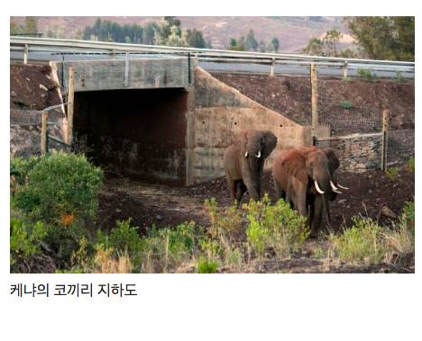 매년 1000마리 이상의 동물을 구하는 생태통로의 모습